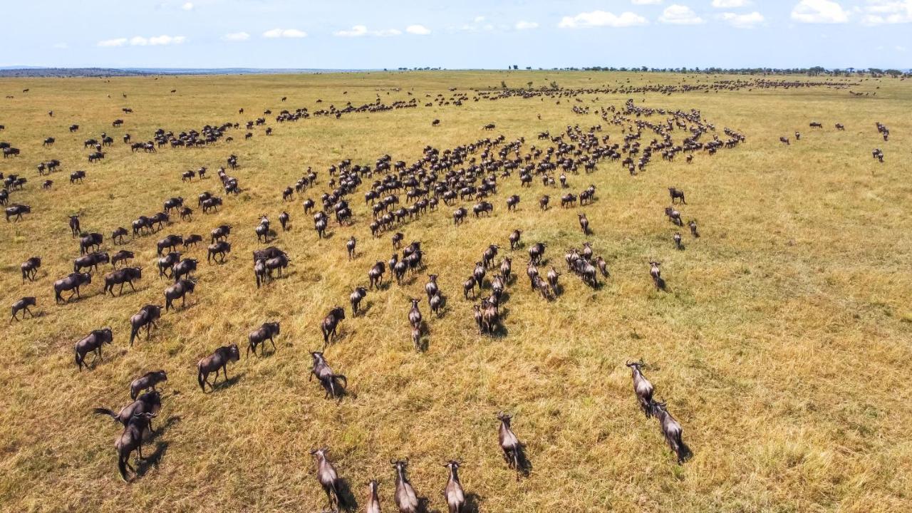 Africa Safari Serengeti Ikoma Exterior photo